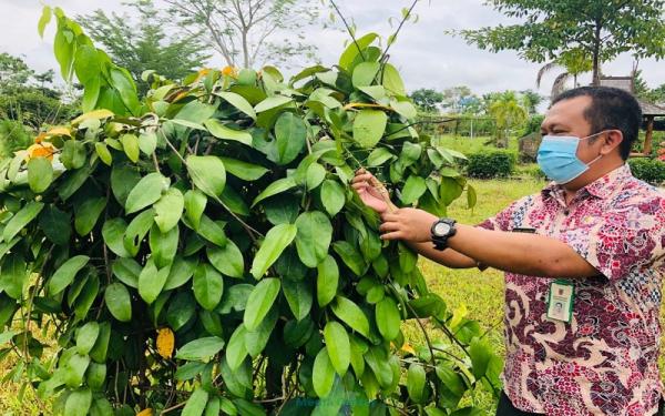 Kebun Raya Banua Kembangkan Tanaman Jenis Obat Khas Kalsel