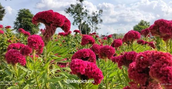 Desa Okura (Foto: Instagram IG@asdapictures)