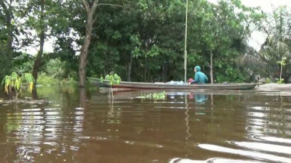 Banjir Katingan Banjir di Katingan Kalimantan Tengah (Ade Sata/iNews)