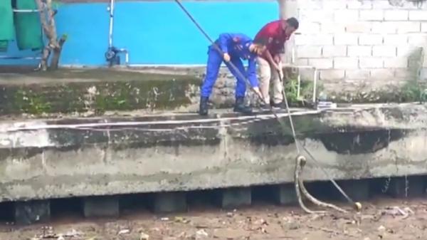 Ular piton Petugas Ditpolairud Polda Sumbar evakuasi ular piton sepanjang 3,5 meter (Budi Sunandar/iNews)