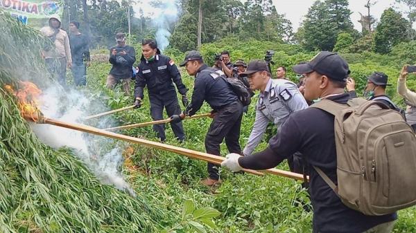 Pemusnahan 10 hektare ladang ganja siap panen di di Desa Pulo, Lamteuba, Kecamatan Seulimeum, Aceh Besar. (Foto: ist)