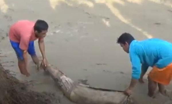 Warga mengevakuasi jenazah yang hanyut terbawa banjir bandang di Tanggamus. (Foto: iNews/Indra Siregar)