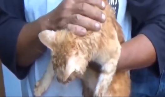 Video Petugas Damkar Evakuasi Kucing Jatuh ke Sumur 20 Meter di Matraman Jaktim
