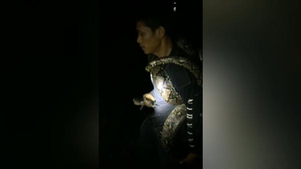 Warga Agam menangkap ular piton sepanjang 3 meter (Wahyu Sikumbang/iNews)