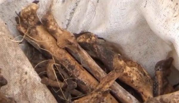 Tulang-belulang kerangka manusia-2 Penemuan tulang-belulang diduga kerangka manusia di Denpasar, Bali, Rabu (7/10/2020). (iNews.id/Aris Wiyanto)