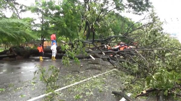 Pohon tumbang-1 Pohon tumbang di Jalan Diponegoro, Kota Padang, Sumbar (Budi Sunandar/iNews)