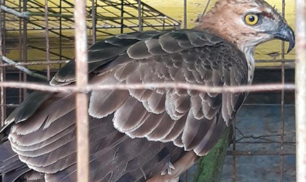 42+ Rumah Elang Bali Background