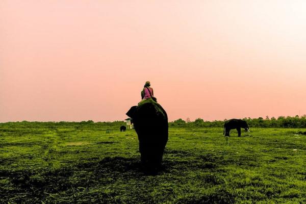 5 Tempat Wisata di Lampung Tereksotis, Nomor 2 Mandikan Gajah dan Lihat