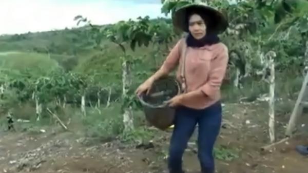 mahasiswi Mahasiswi cantik bernama Seli Marantika menjadi buruh tani pemetik cabai (Yuddy Faifman/iNews)