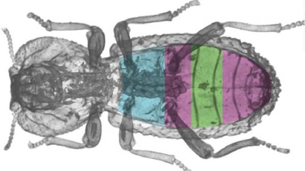 kumbang super Kumbang Phloeodes diabolicus memiliki tubuh sekuat baja. Dia masih hidup dilindas ban mobil. (foto: CNN)