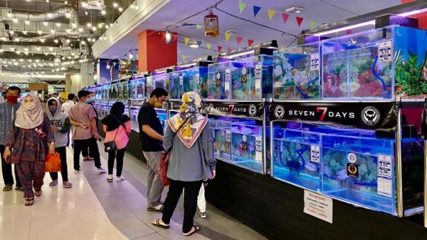 Kompetisi ikan louhan di Tangcity, Kota Tangerang, Minggu (25/10/2020).