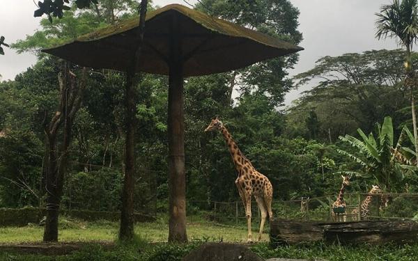 Taman Safari Bogor (Foto: Instagram IG@immabprasetya)