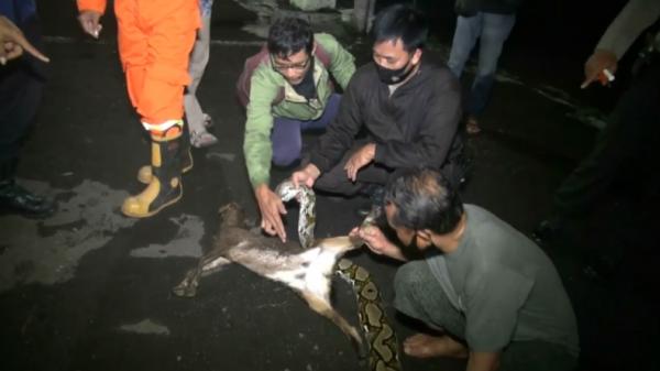 Ular Sanca-1 Warga Palmerah, Jakarta Barat tangkap ular sanca yang sedang makan kambing (Miftahul Ghani/iNews)