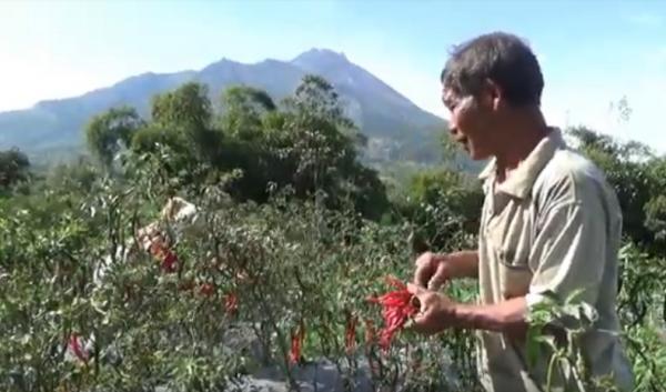 Warga lereng Gunung Merapi di Kabupaten Boyolali, Jawa Tengah masih beraktivitas memetik cabai, Minggu (8/11/2020). (iNews.id/Tata Rahmanta)