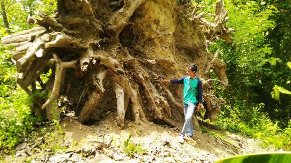 Pohon jati raksasa yang ambruk di Kabupaten Blora, Jawa Tengah (Jateng). Pohon ini diperkirakan berusia 200-250 tahun dan bernilai Rp2 miliar. (Foto: iNews/Hery Avrillo)
