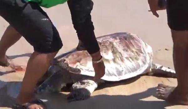 2 Penyu mati di Bali Penyu mati ditemukan di Pantai Mengiat, Nusa Dua, Bali, Kamis (19/11/2020). (iNews.id/Aris Wiyanto)