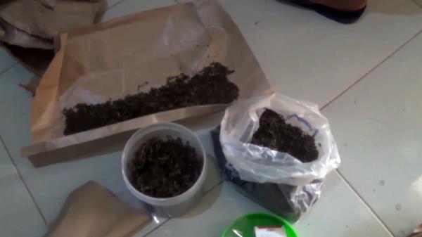 Ganja Ilustrasi narkoba jenis ganja (Budi Sunandar/iNews)