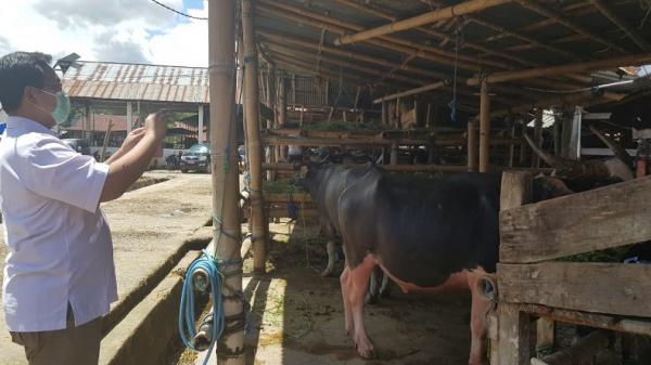Suasana di Pasar Hewan Bolu, Kabupaten Toraja Utara, Provinsi Sulawesi Selatan (Sulsel). Pasar ini merupakan pasar kerbau terbesar di dunia. (Foto: Kuntoro Boga)