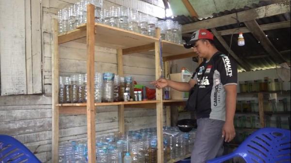 Peternak Cupang di Palembang Kemalingan, Ikan-Ikan Mahal Raib