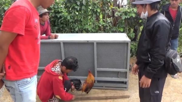 Umpan Ayam harimau Umpan Ayam untuk harimau yang muncul di semak-semak dekat areal permukiman warga Jorong Lurah Ingu, Solok (Budi Sunandar/iNews)