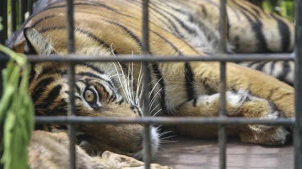 Polres Labuhanbatu saat jumpa pers kasus jual beli kulit dan tulang belulang harimau sumatra. (Foto: Polda Sumut)