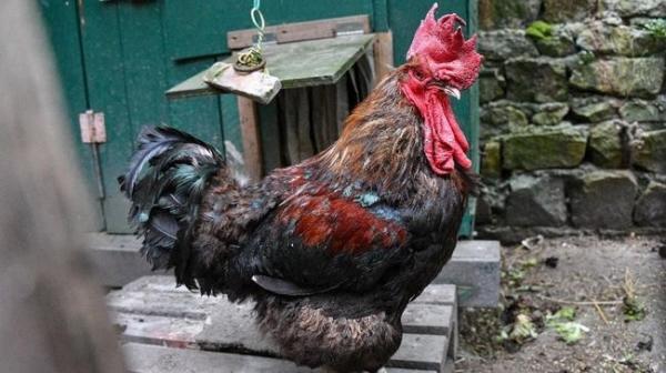 Tembak Mati Ayam  Jago  Pria Prancis Didenda Rp5 Juta dan 