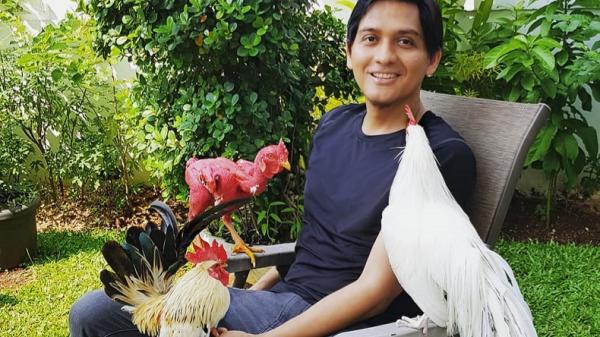 Cawabup Indramayu Lucky Hakim bersama ayam-ayam peliharaannya. (Foto: Instagram luckyhakimofficial)