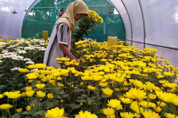 Permintaan Pasar Turun  Petani Bunga  Krisan di Kulonprogo 