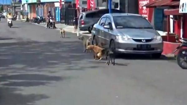 Anjing liar yang meresahkan warga Tanggamus, Lampung (Indra Siregar/iNews)