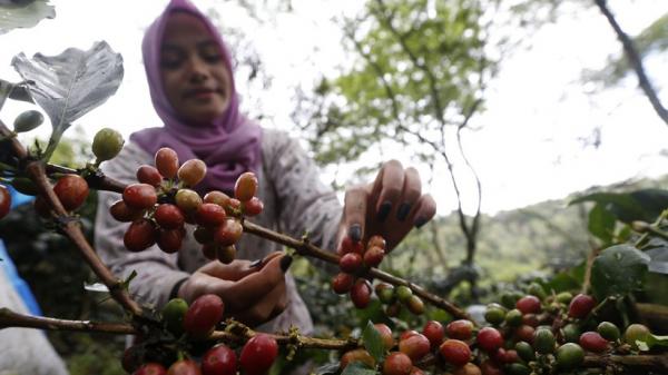 Kopi Aceh yang terkenal