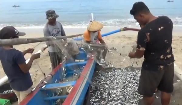 Warga mengumpulkan ribuan ikan lemuru yang terdampar di bibir Pantai Jimbaran, Bali. (iNews.id/Bagus Alit)