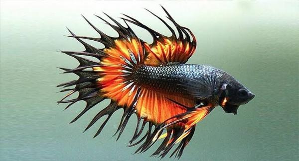 Cupang Crowntail. (Foto: Dzargon) 