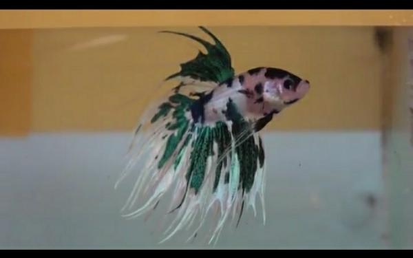 Tips Pelihara Ikan Cupang Urusan Makanan Ada Kesamaan Dengan Kucing Bagian All