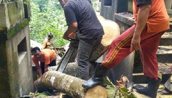 Pohon tumbang vila gianyar 2 Petugas BPBD memotong pohon setinggi 15 meter yang tumbang menimpa bangunan vila di Gianyar, Bali, Rabu (16/12/2020). (iNews.id/Nyoman Astana)