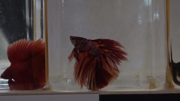 Ikan cupang Kontes adu kecantikan Ikan Cupang di Palembang (Muhammad Riza Vahlevi/iNews)