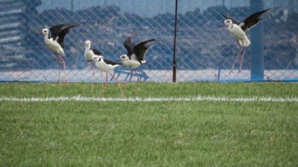 Berantas Hama dan Rumput Liar di Lapangan JIS Gunakan Burung Kaki Bayam