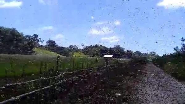 Belalang kembara atau Locusta Migratoria mengamuk dan merusakan pertanian di Kecamatan Katala Hamu Lingu (Kahali), Kabupaten Sumba Timur, NTT. (Foto: iNews/Dionisius Umbu Ana Lodu)