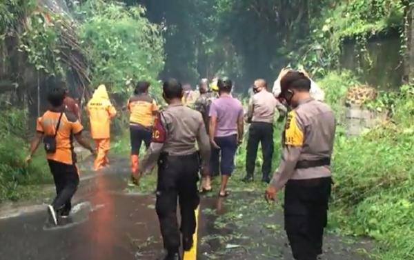 Pohon tumbang ubud 2 Pohon bambu tumbang di Jalan Raya Campuhan, Ubud, Gianyar, Bali, Jumat (8/1/2021). (iNews.id/Nyoman Astana)