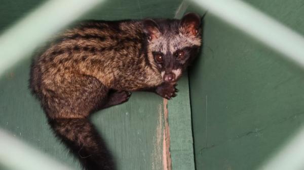Peringati Hari Primata Nasional Bksd Dan Alobi Foundation Lepas 6 Satwa Dilindungi Bagian 1