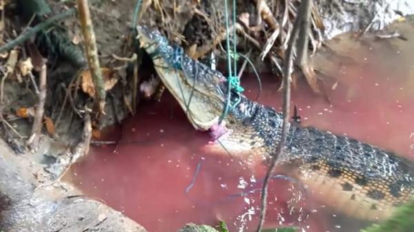 Buaya seberat 250 kilogram yang dijerat warga Mentawai, Sumbar (Rus Akbar/iNews)