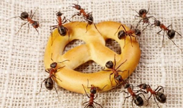 7 Cara Mengusir Semut dengan Bahan-Bahan yang Ada di Dapur 