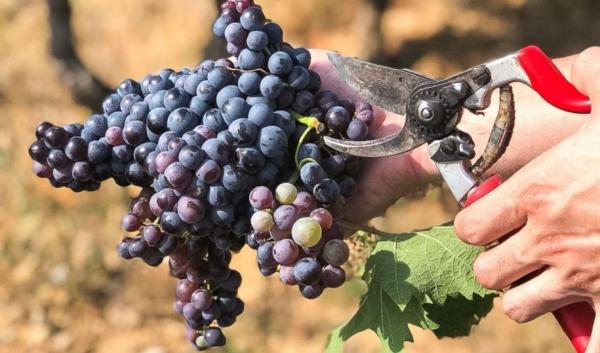 Buah yang Dilarang untuk Ibu Hamil. (Foto: Instagram)