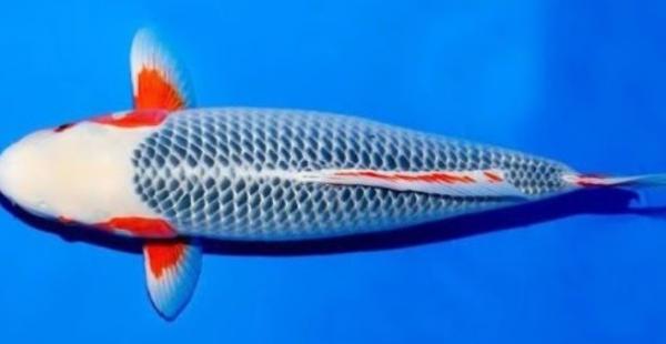Ikan Koi3