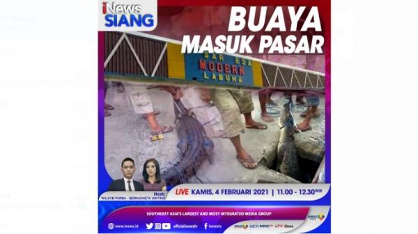 INews Siang Live Di INews Dan RCTI+ Kamis Pukul 11.00: Buaya Masuk Pasar