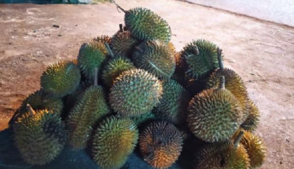 Buah durian. (Antara)