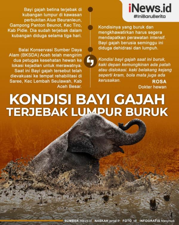Grafis Gajah Aceh 2
