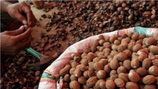 Biji pala. (FOTO: ANTARA/Zabur Karuru)