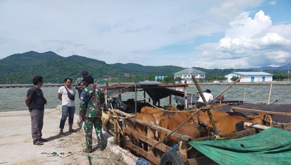 Dua kapal yang membawa muatan 92 ekor sapi ilegal2 Dua kapal yang membawa muatan 92 ekor sapi ilegal dari Flores, Nusa Tenggara Timur (NTT), tujuan Kota Bima, NTB, diamankan anggota TNI AL. (Foto: iNews/Edy Irawan))
