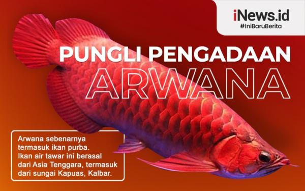 Arwana-1 Infograsfis dugaan pungli pengadaan Arwana di Kapuas Hulu (Grafis: Samsul)