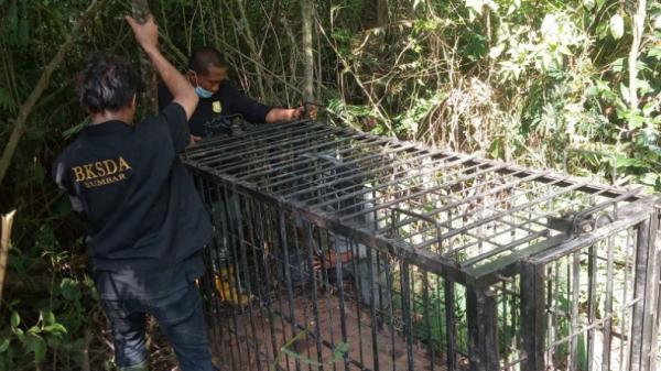 Coba Tangkap Beruang Madu Bksda Pasang 2 Perangkap Berisi Nangka Dan